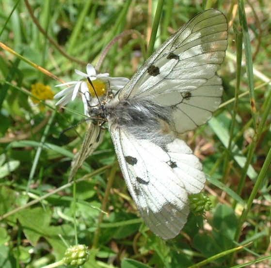 Parnassius mnemosyne